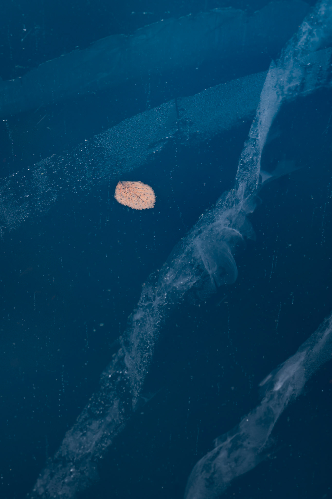 Leaf frozen in the ice