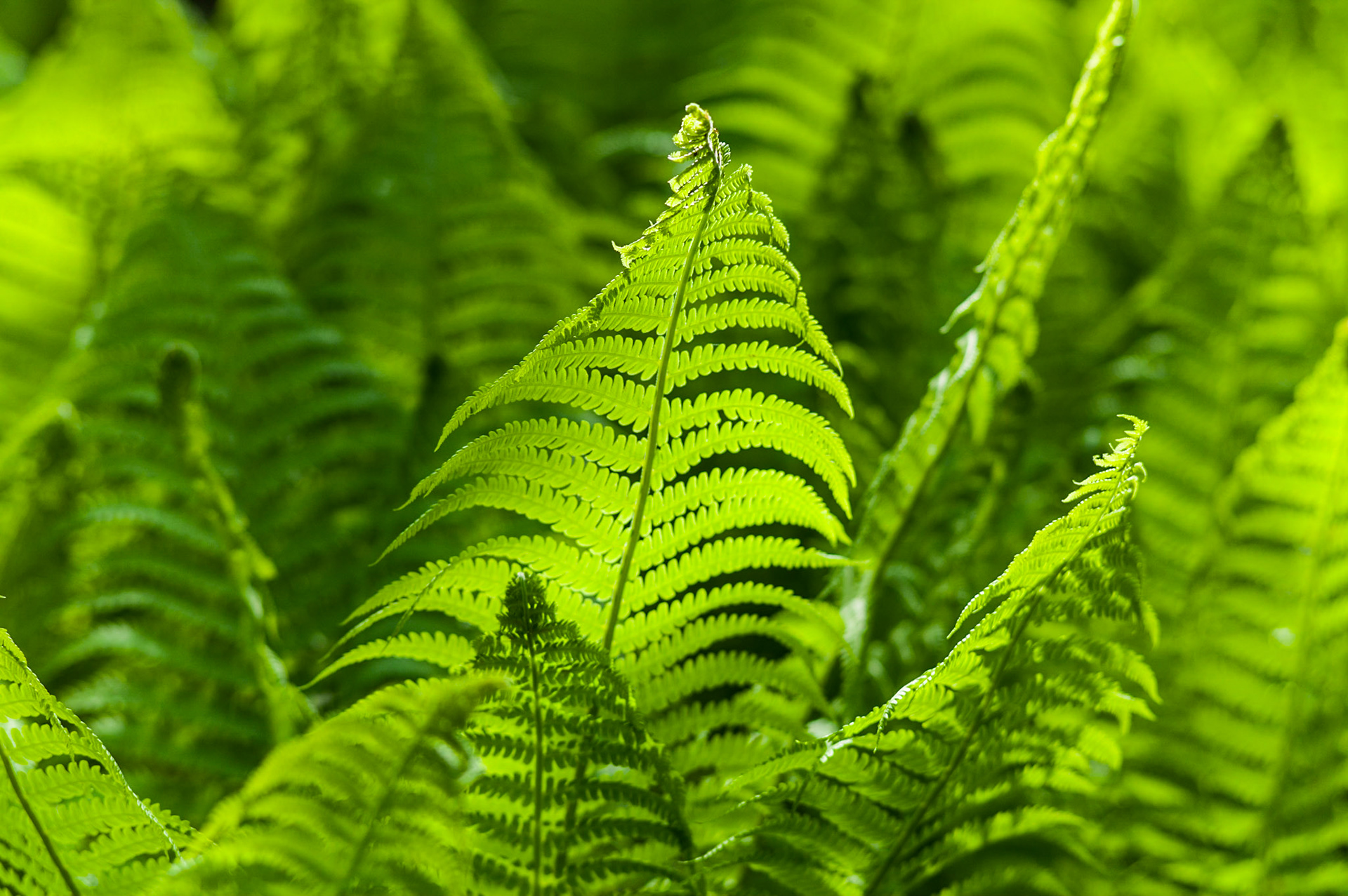backlit ferns