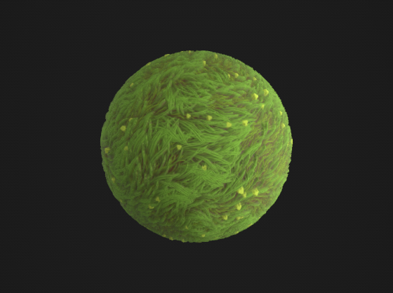 Grass