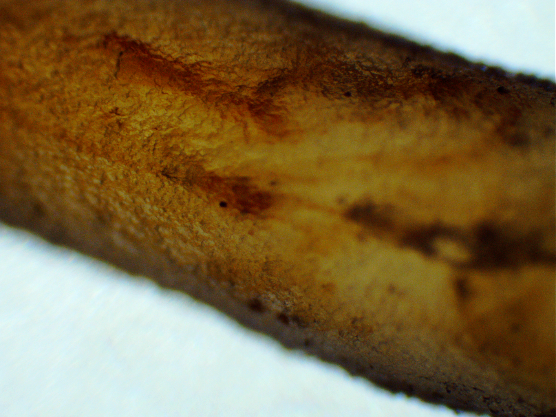 microscopic image