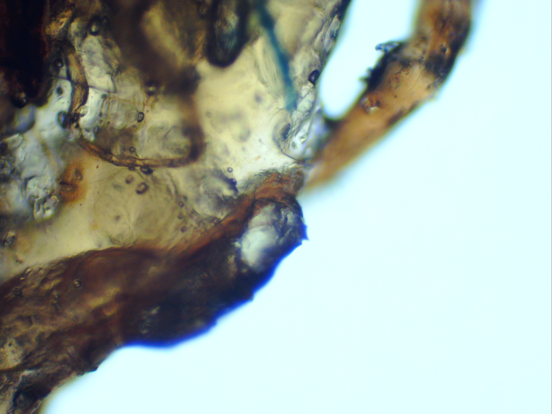 microscopic image