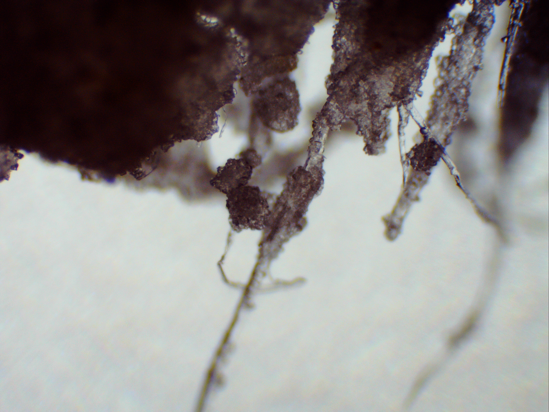 microscopic image