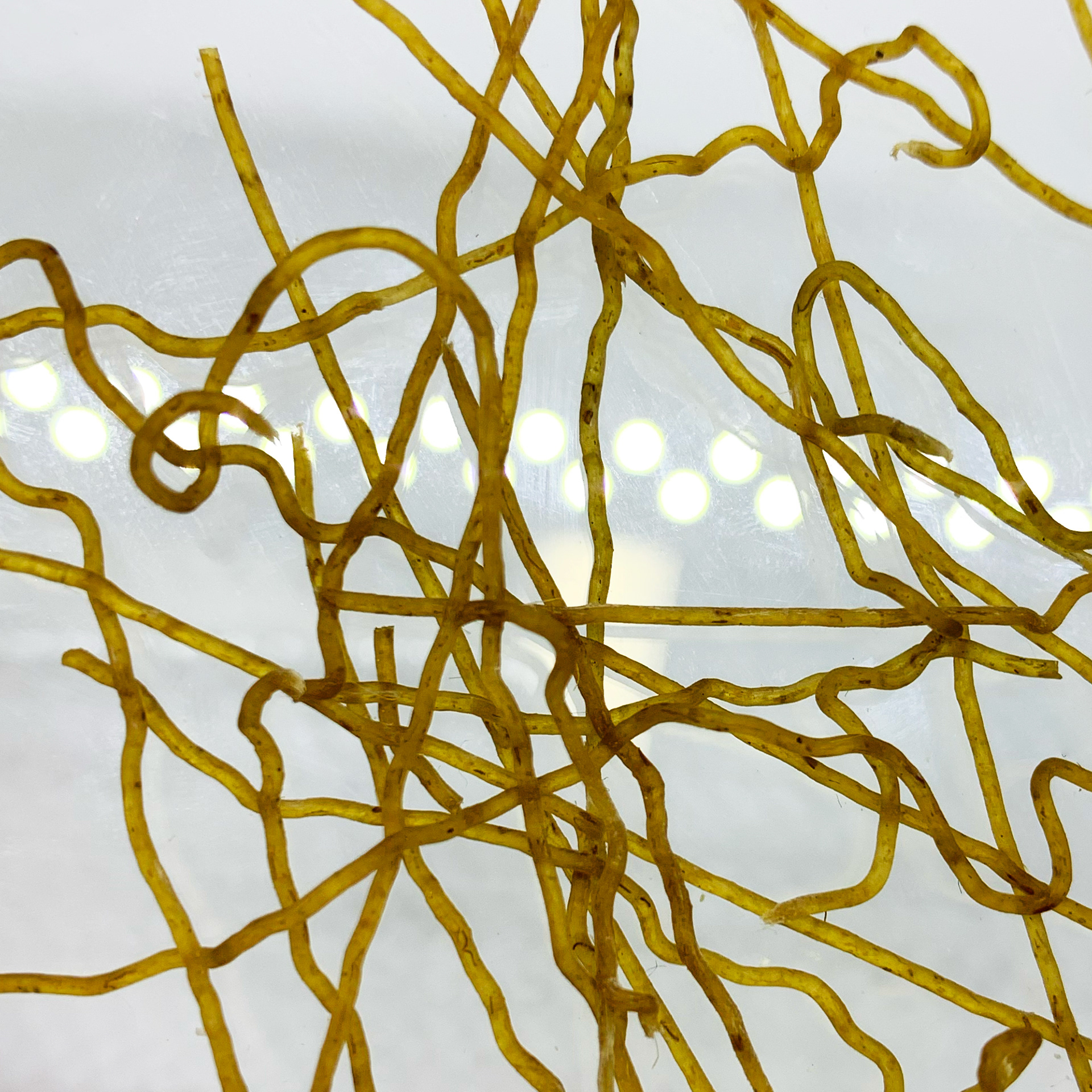 extrusion