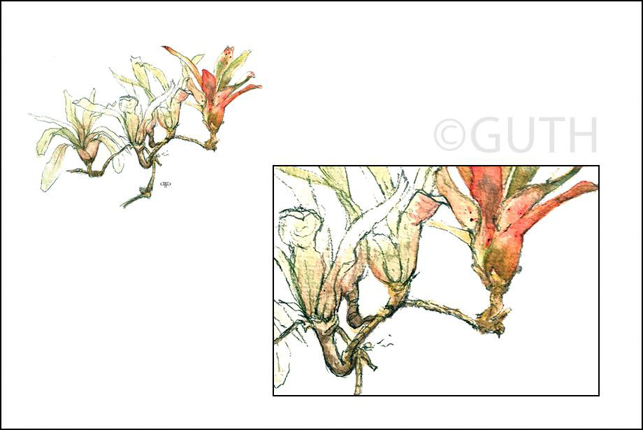 Bromeliads - Watercolor