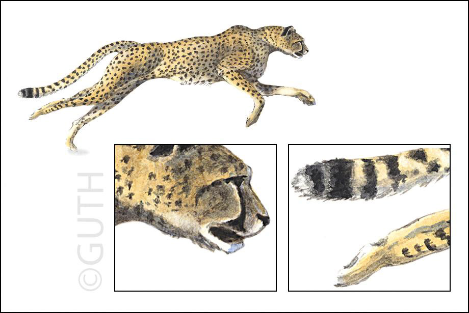 Running Cheetah - Watercolor and Colored Pencil