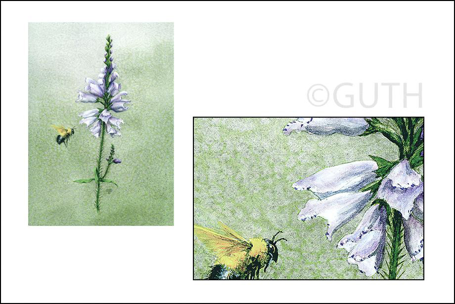 Bee & Obedient Plant - Watercolor & Gouaché