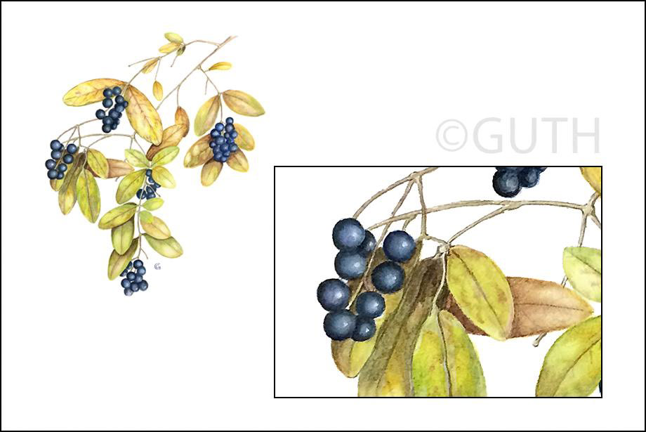 Privet - Watercolor & Gouaché