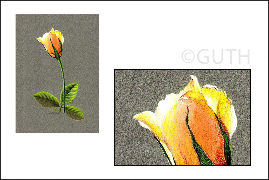 Backlit Rose - Colored Pencil