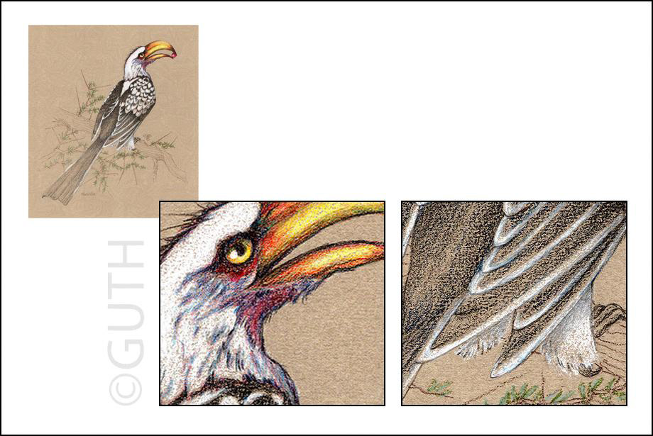 Yellow-billed Hornbill - Colored Pencil