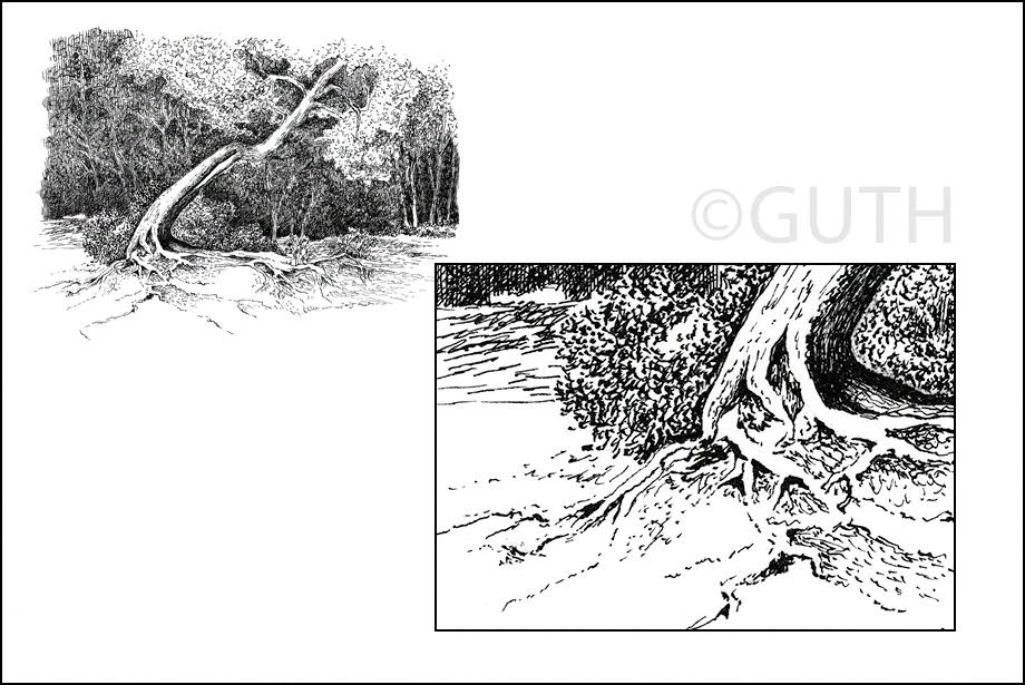 Brown Lake Tree - Ink LIne