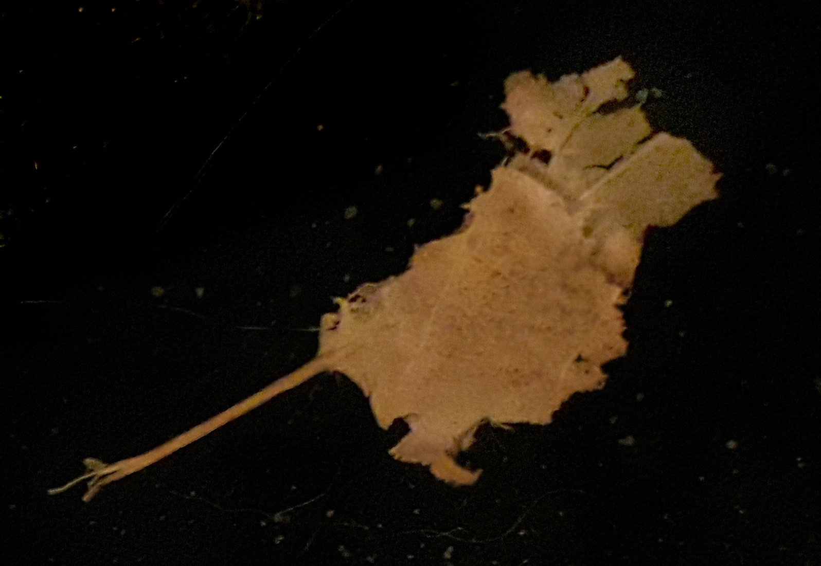 maus (blatt)