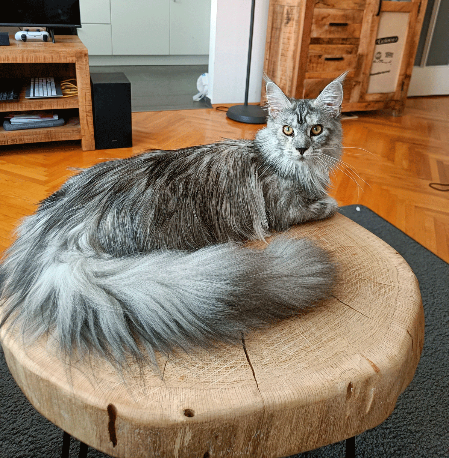 Khaleesi thinks I made it for her