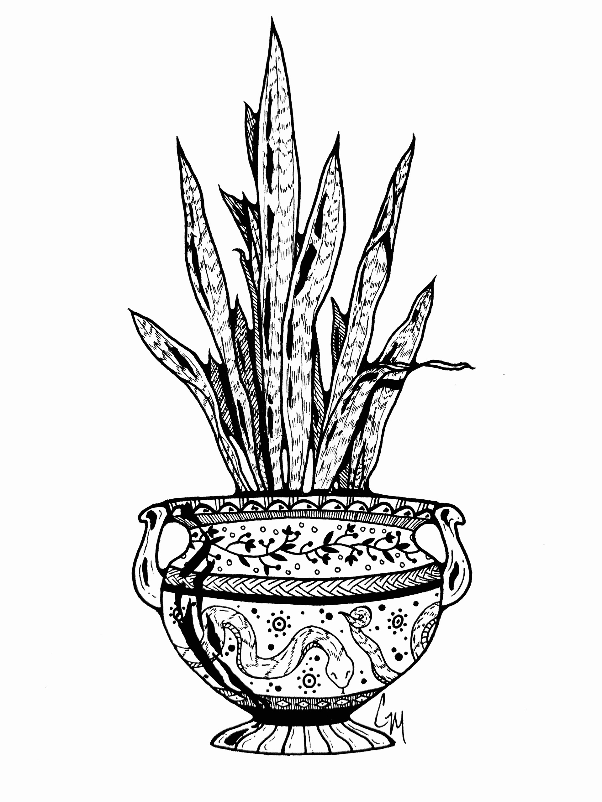 Dracaena - April '25