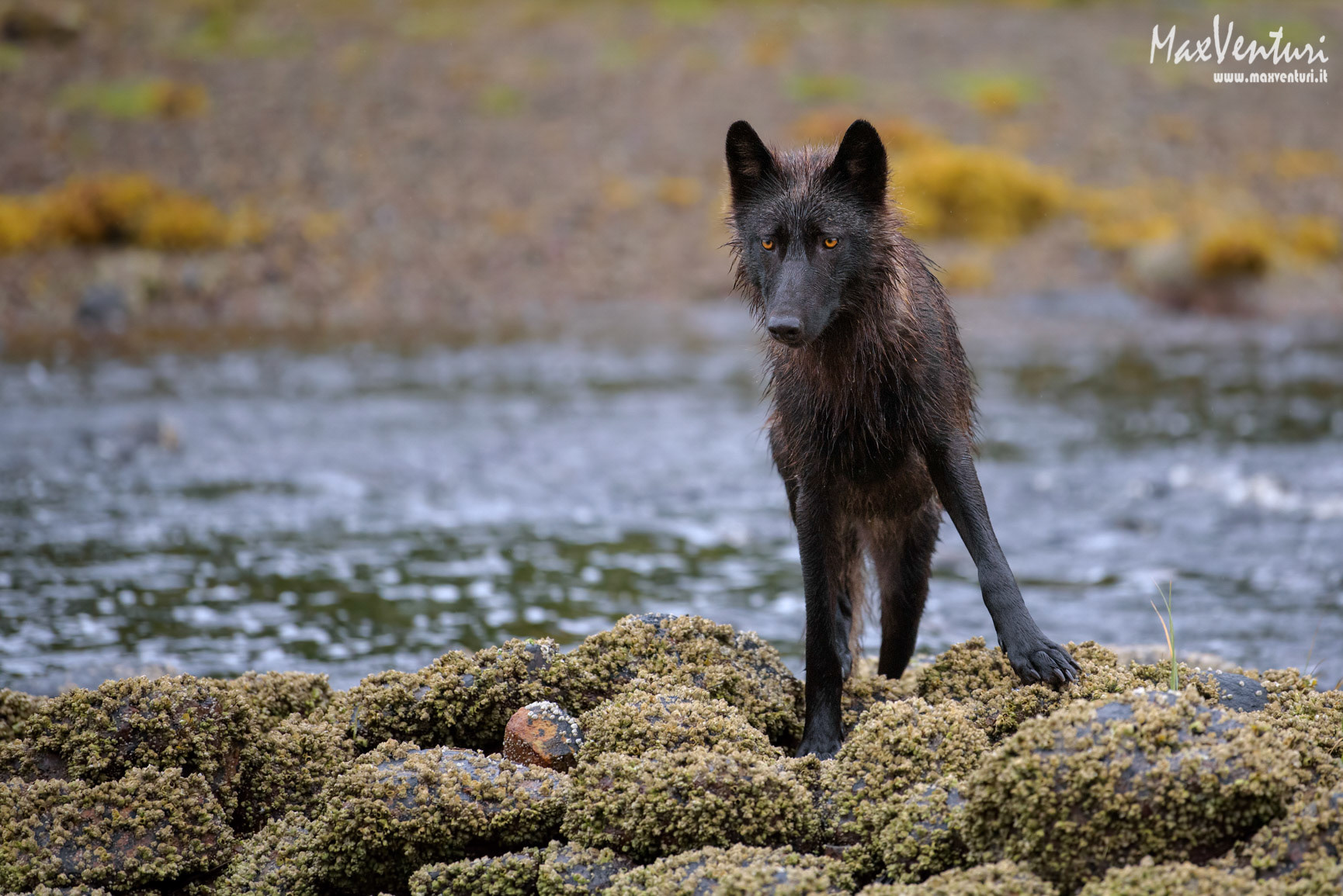 water wolves