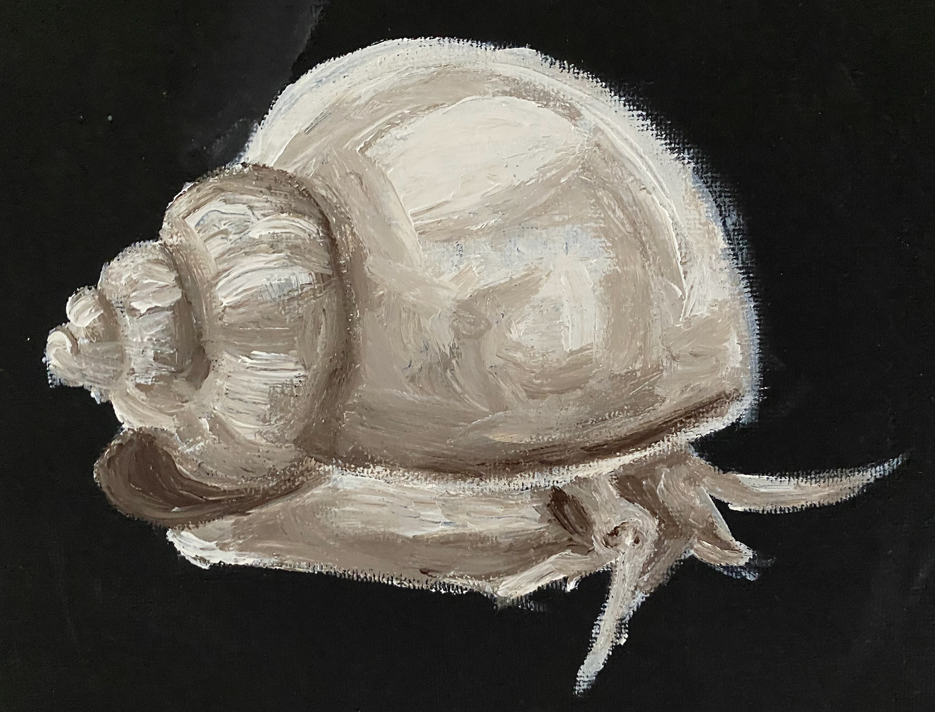 "Vanilla" my Mystery Snail- 2022