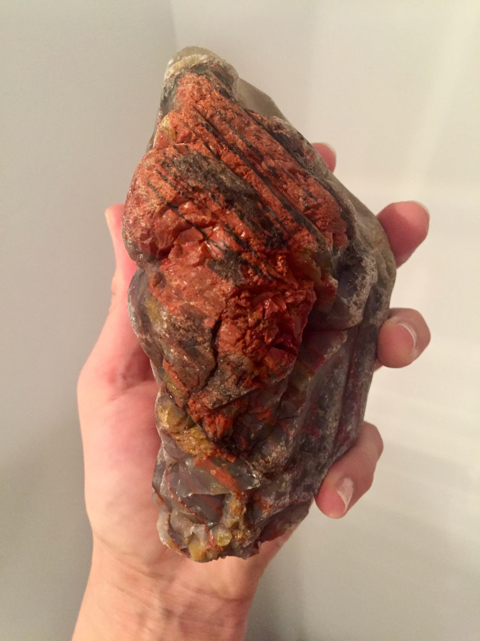 petrified wood