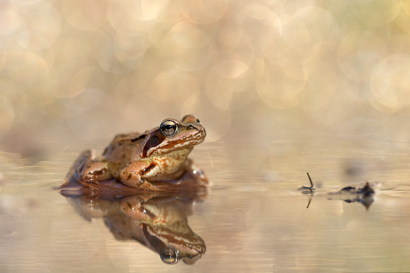 Grasfrosch - Rana temporaria
