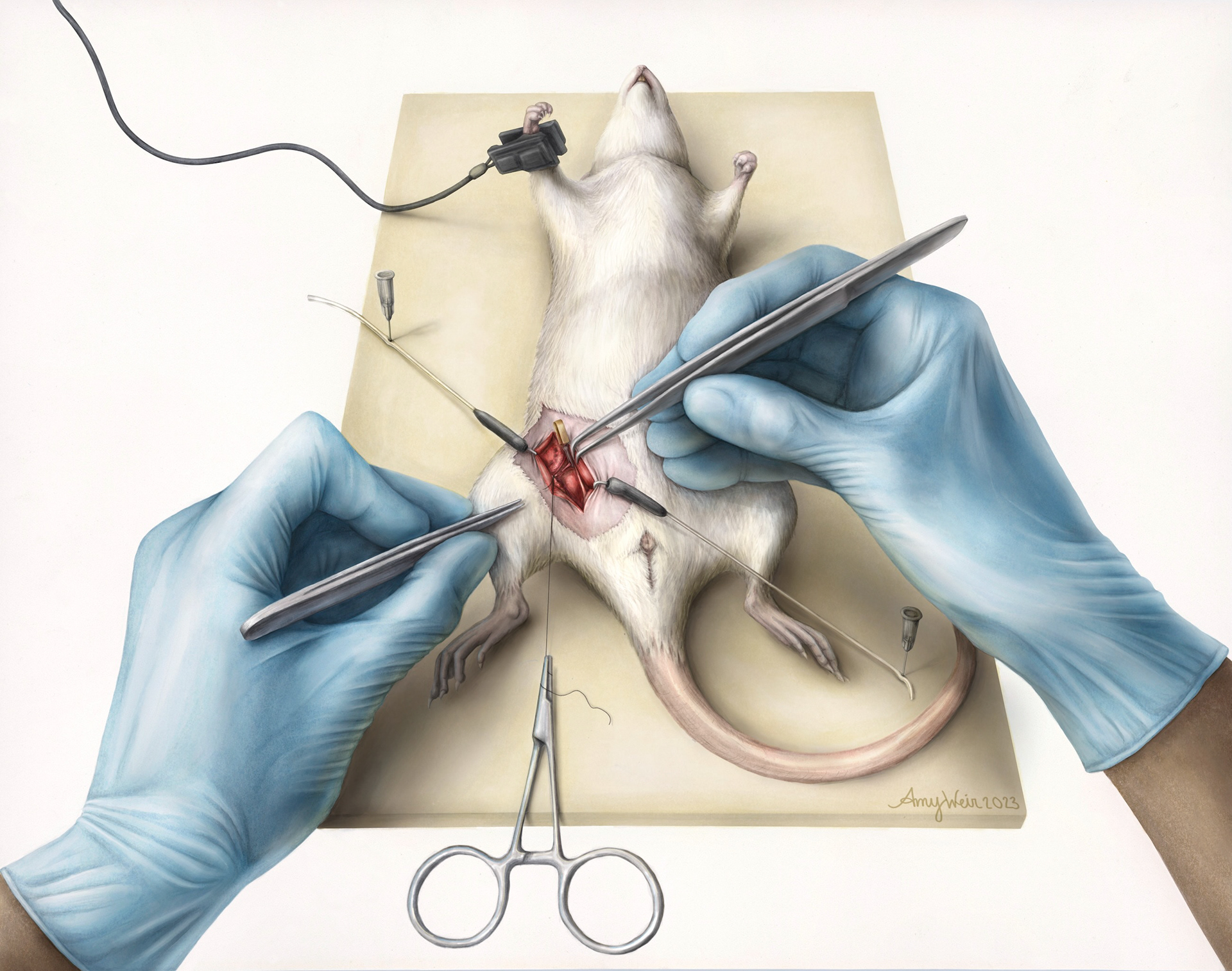 Microsurgery on rat scene, graphite pencil drawing colorized digitally.