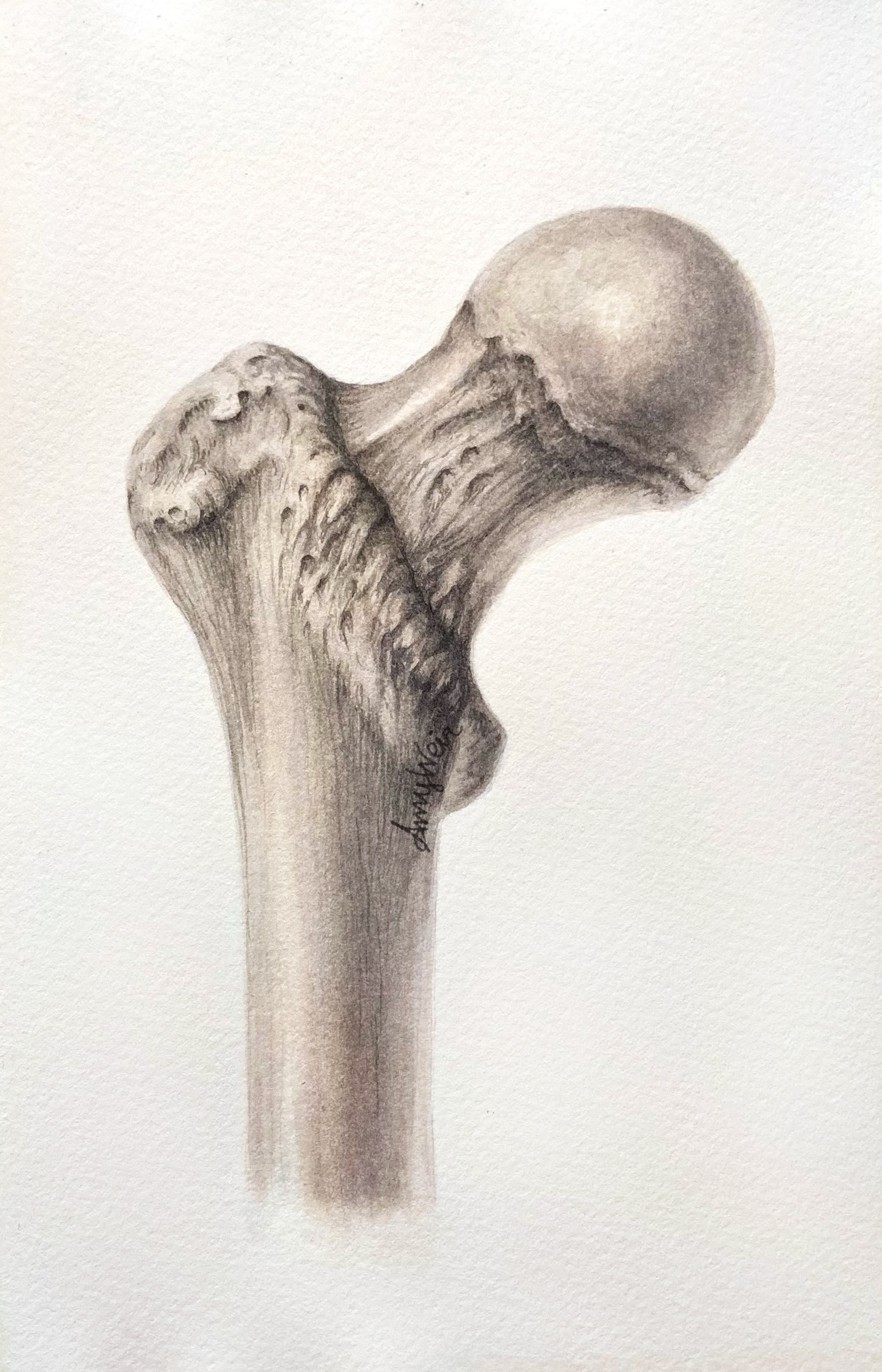 Human femur, graphite pencil and watercolor.