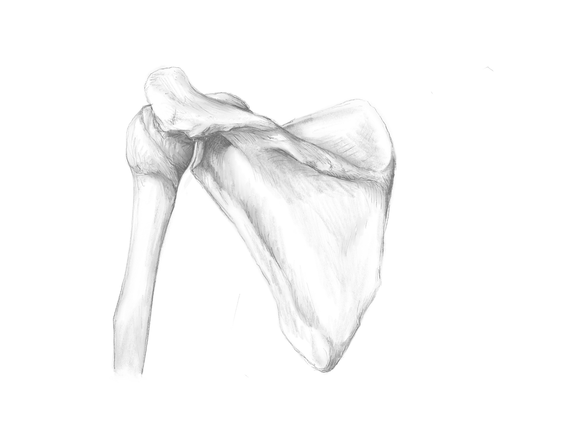Human scapula study sketch, digital drawing.
