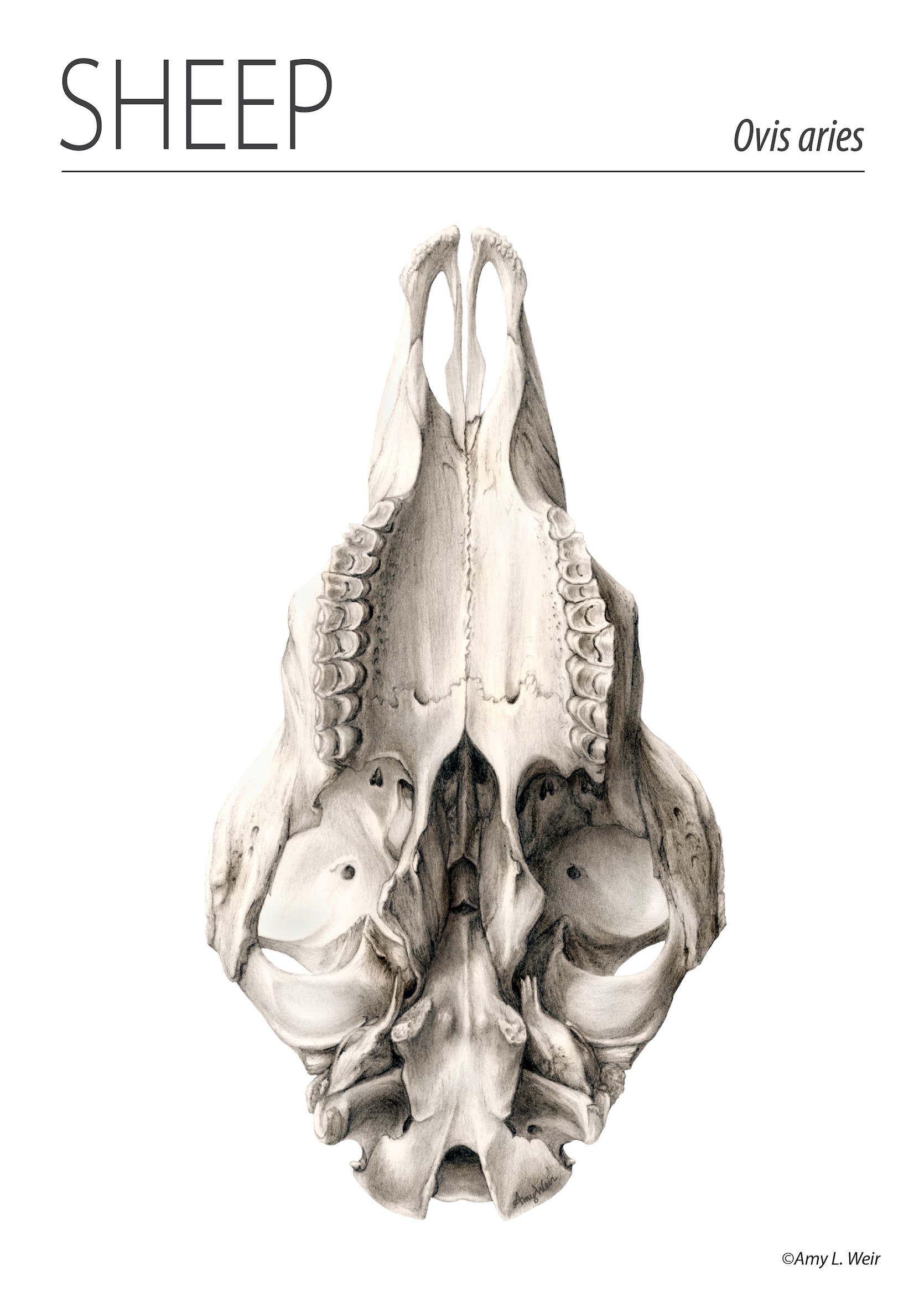 Sheep skull, graphite pencil.
