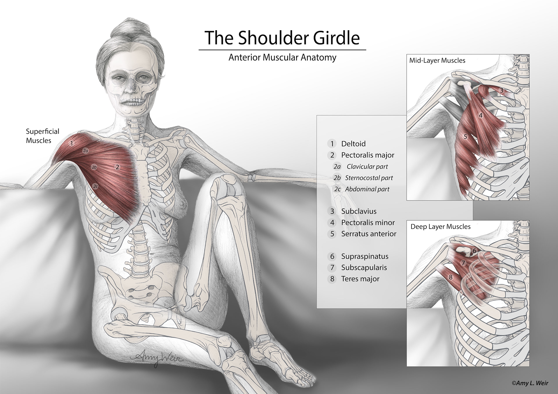 Anatomy poster of the shoulder girdle musculature, graphite pencil and digital techniques/colorization.