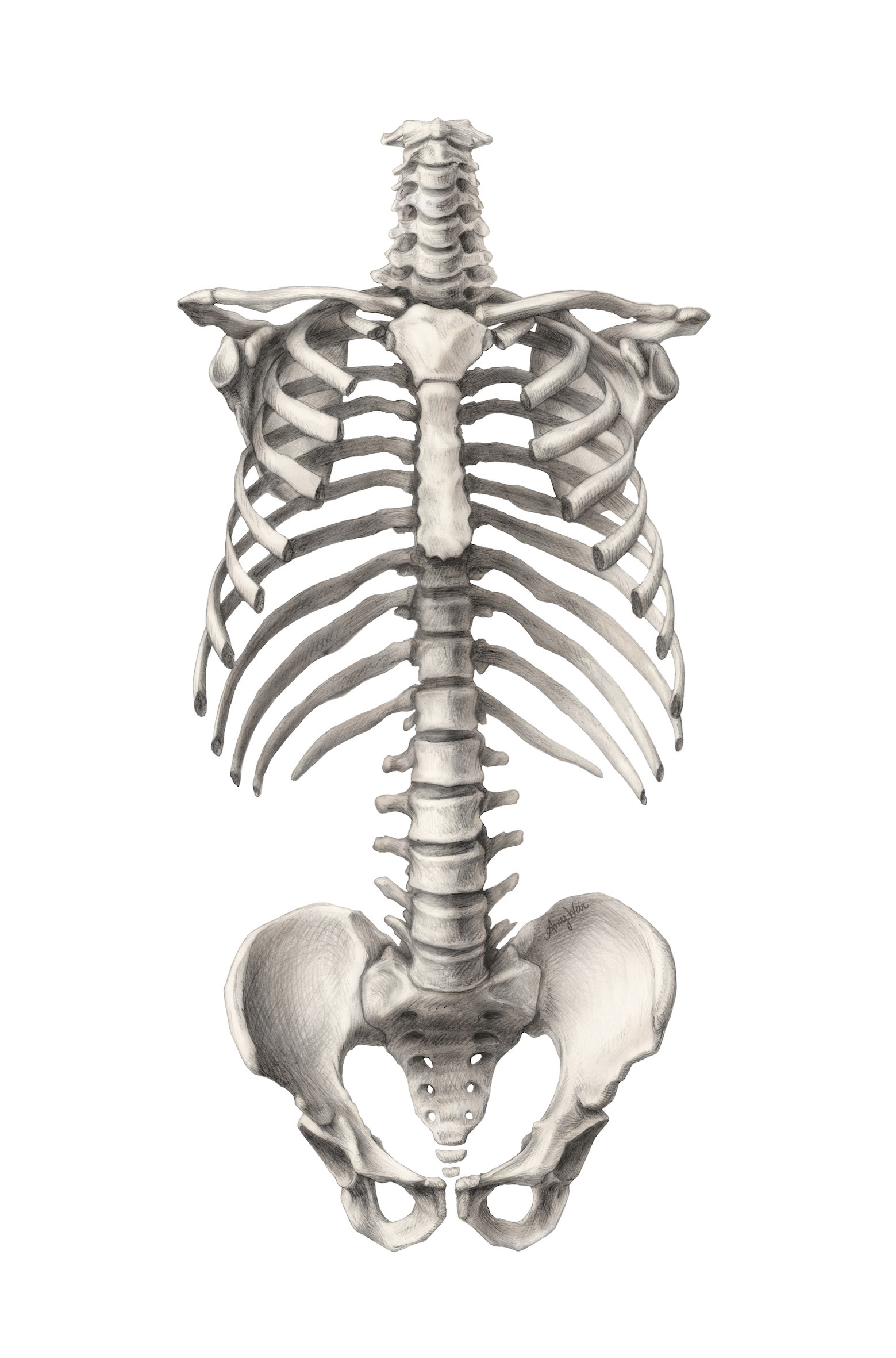 Human skeleton torso from observation, graphite pencil, digital colorization.