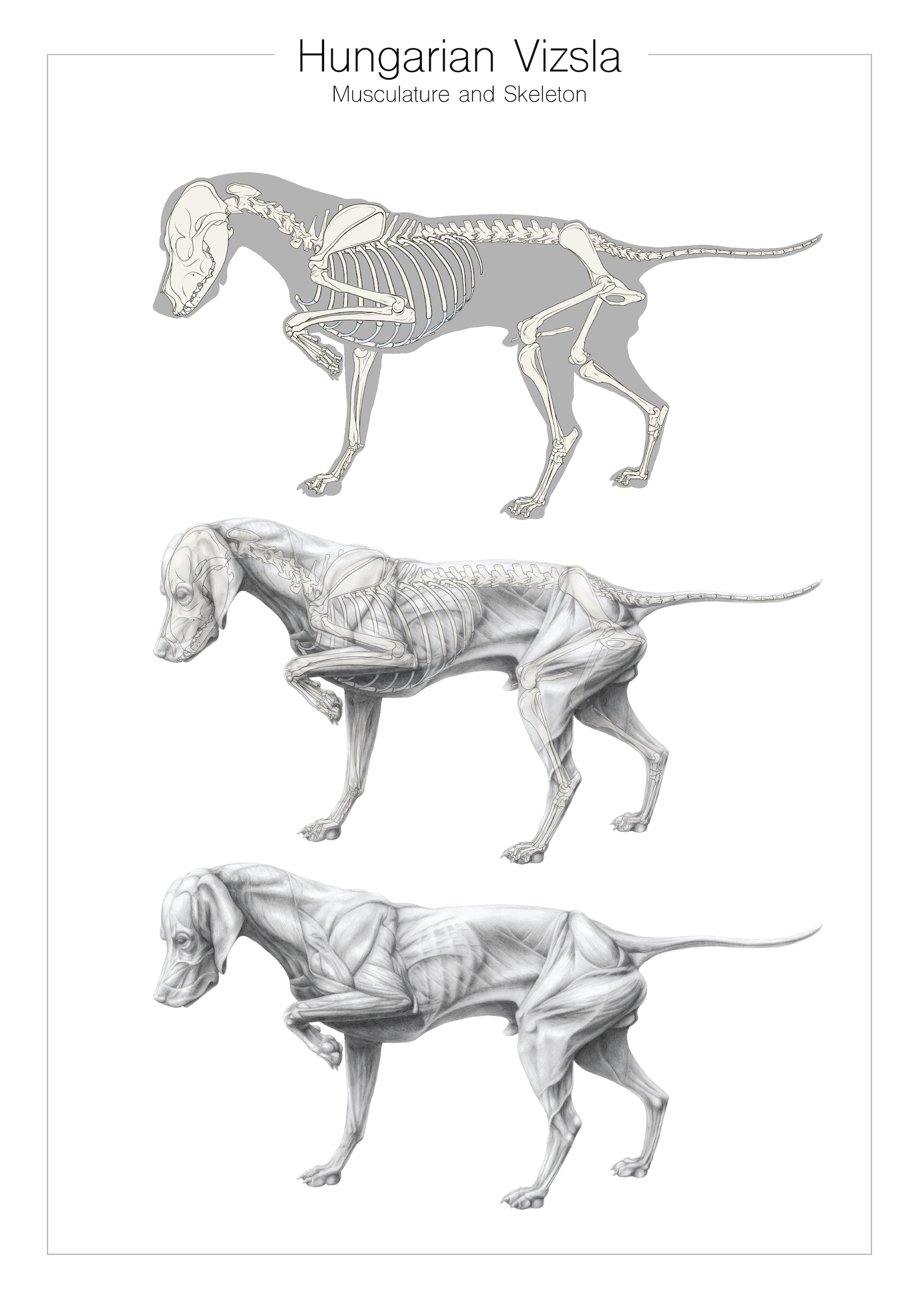 Vizsla anatomy, graphite pencil and digital techniques.
