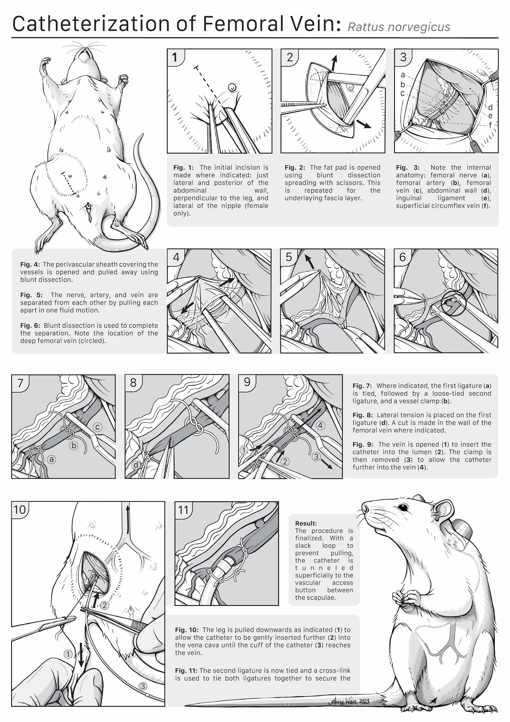 Microsurgical procedure on the laboratory rat, digitally drawn.