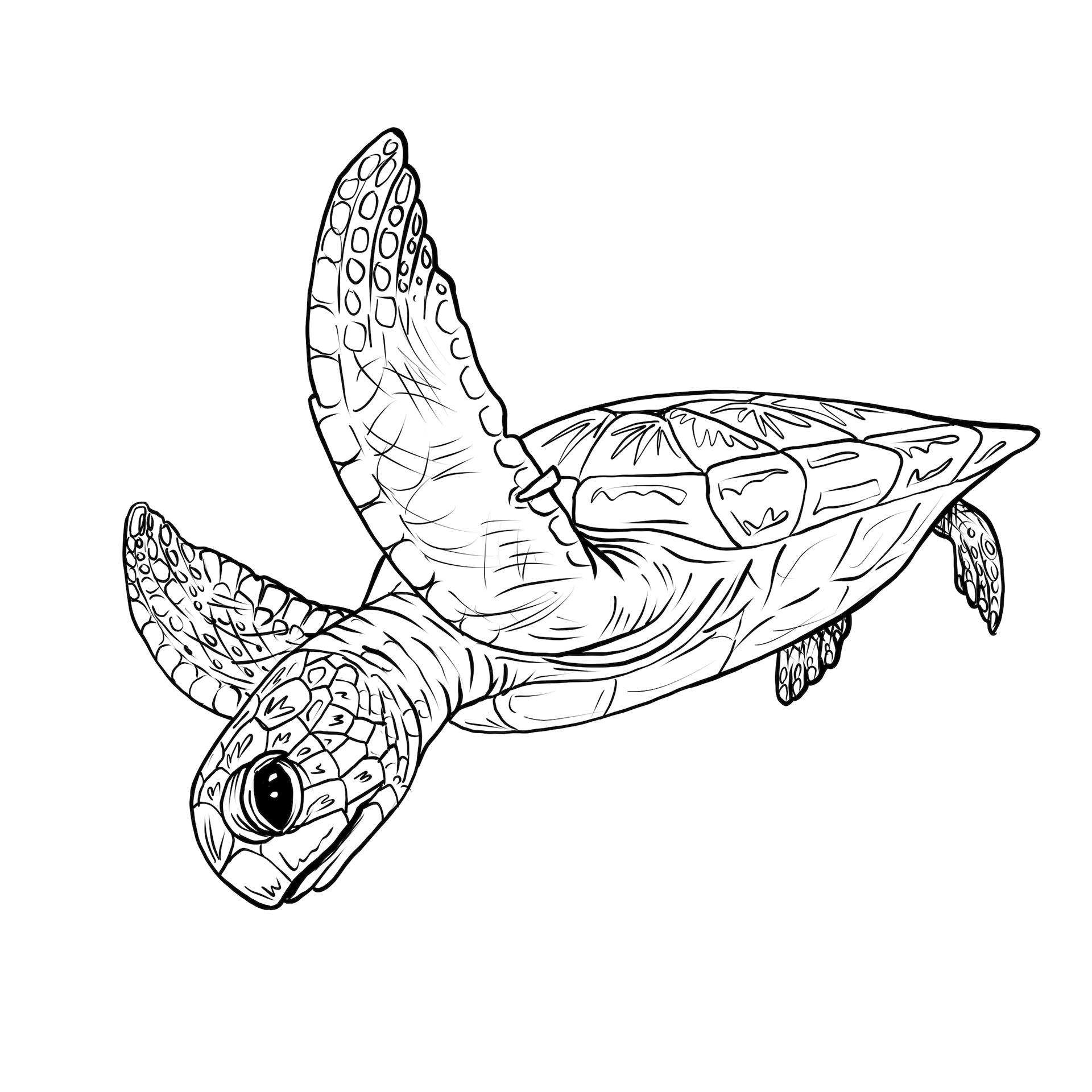 Green sea turtle, digital ink drawing.
