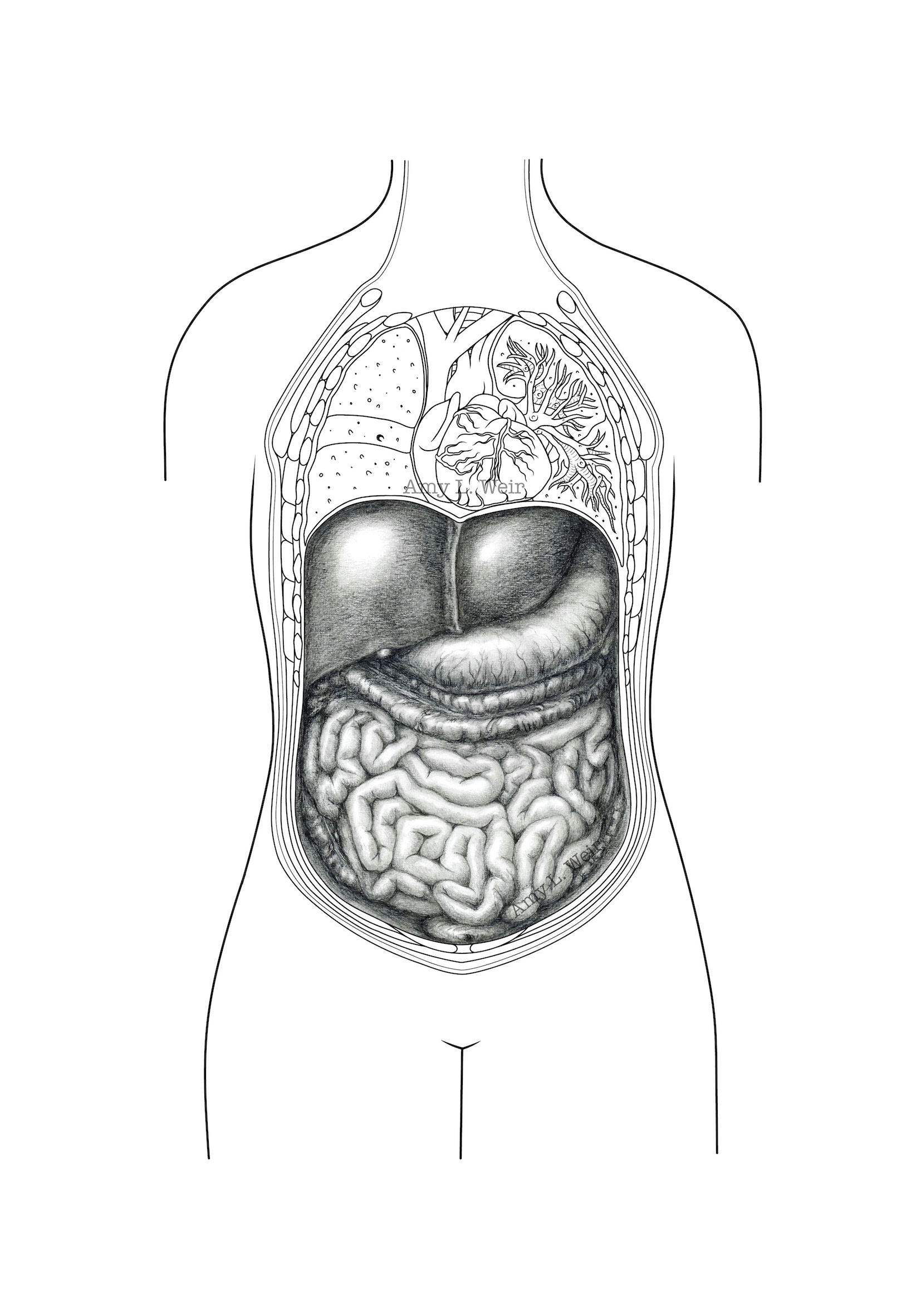 Human abdominal organs, graphite pencil and digital line drawing.