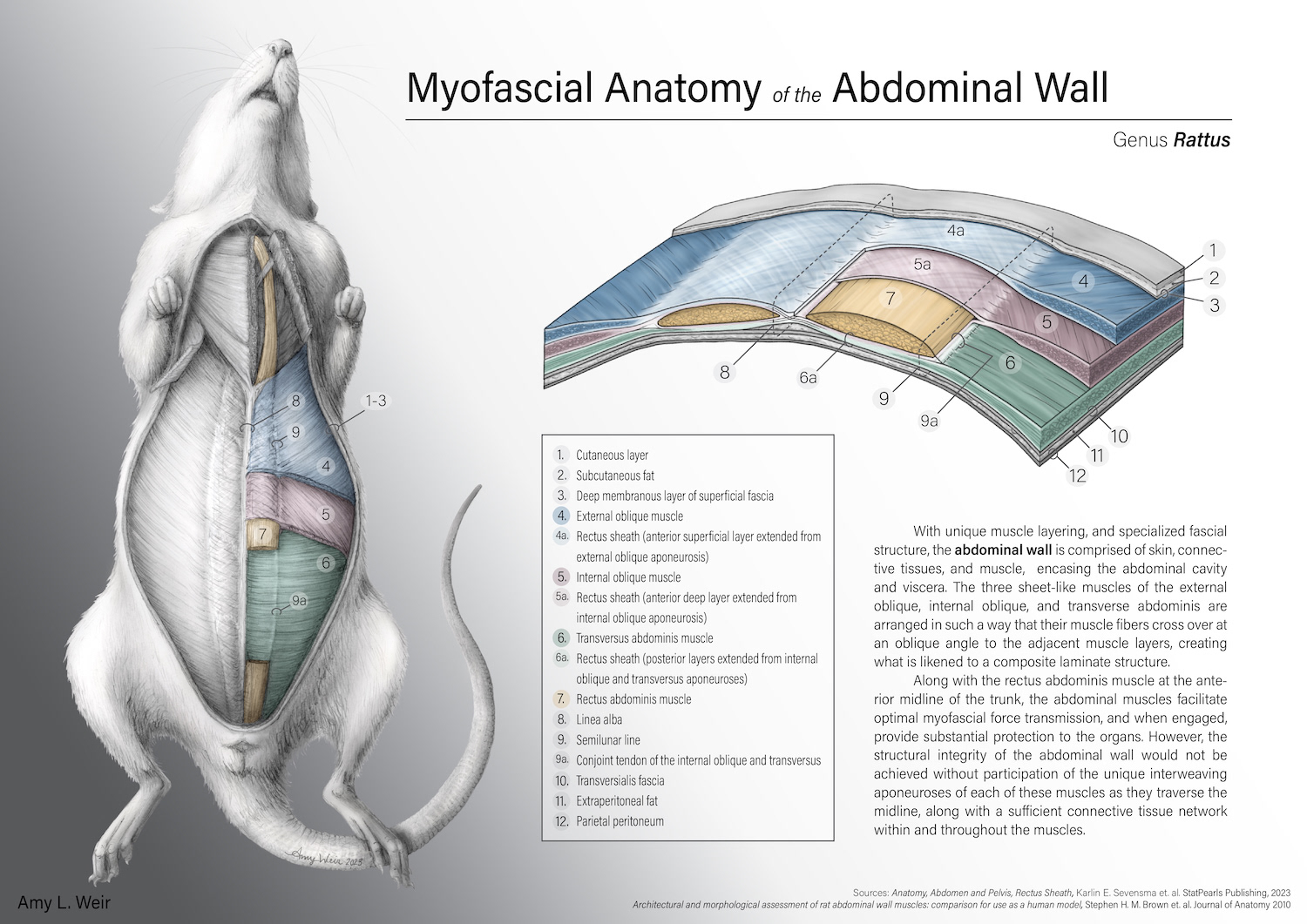 Abdominal musculature of the rat, graphite pencil and digital