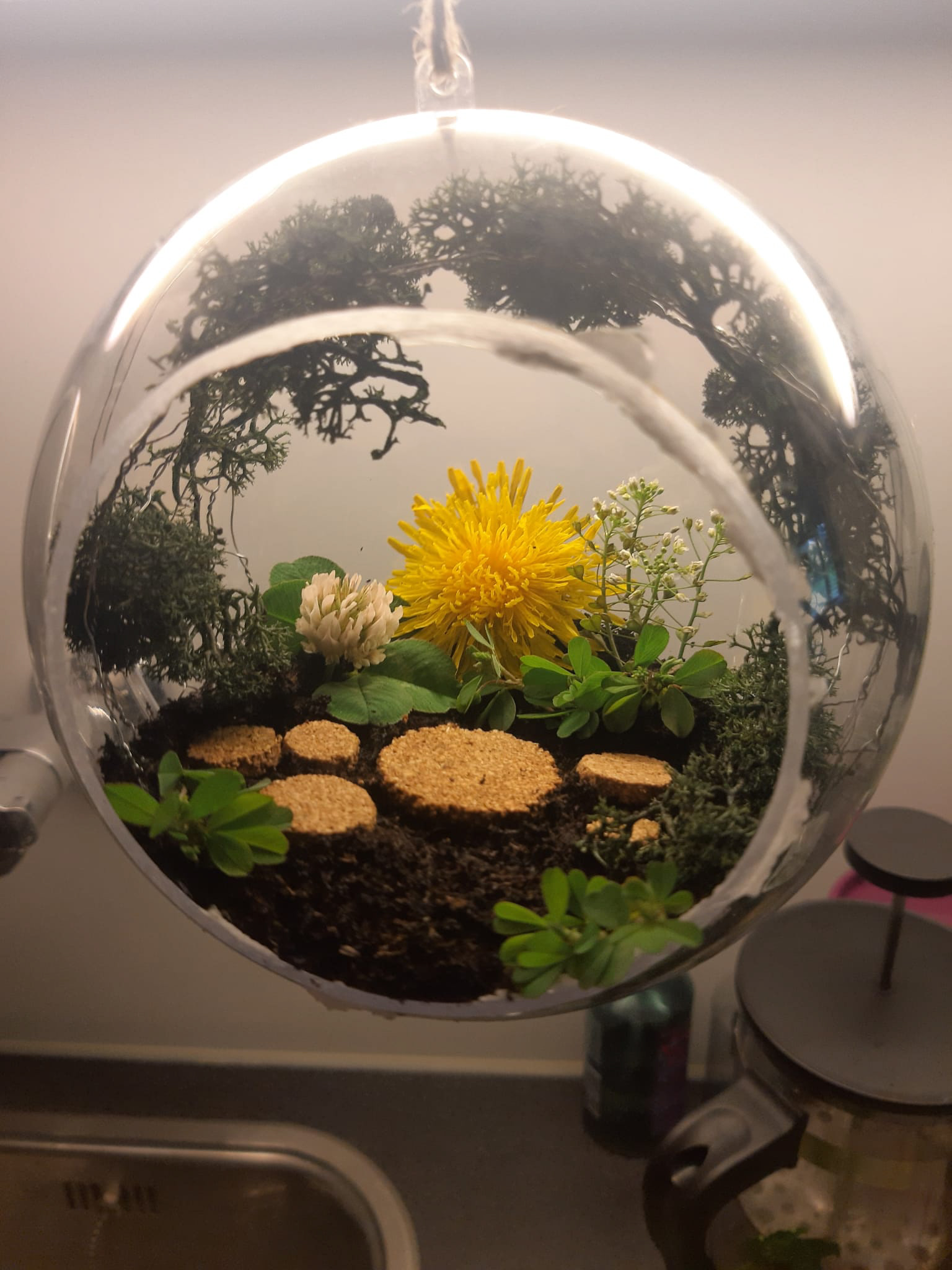 participant's terrarium design