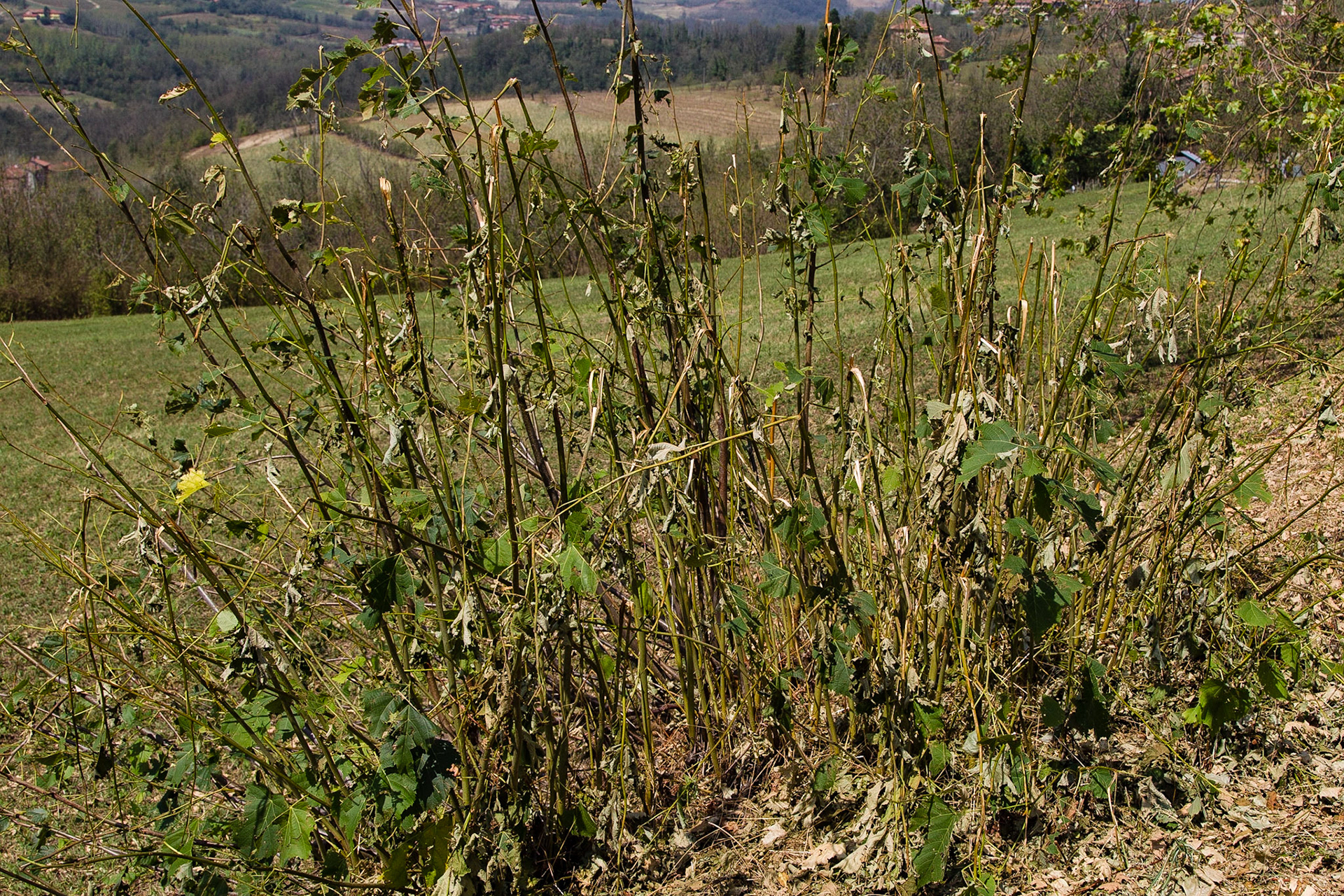 Il disastro. Senza parole!!