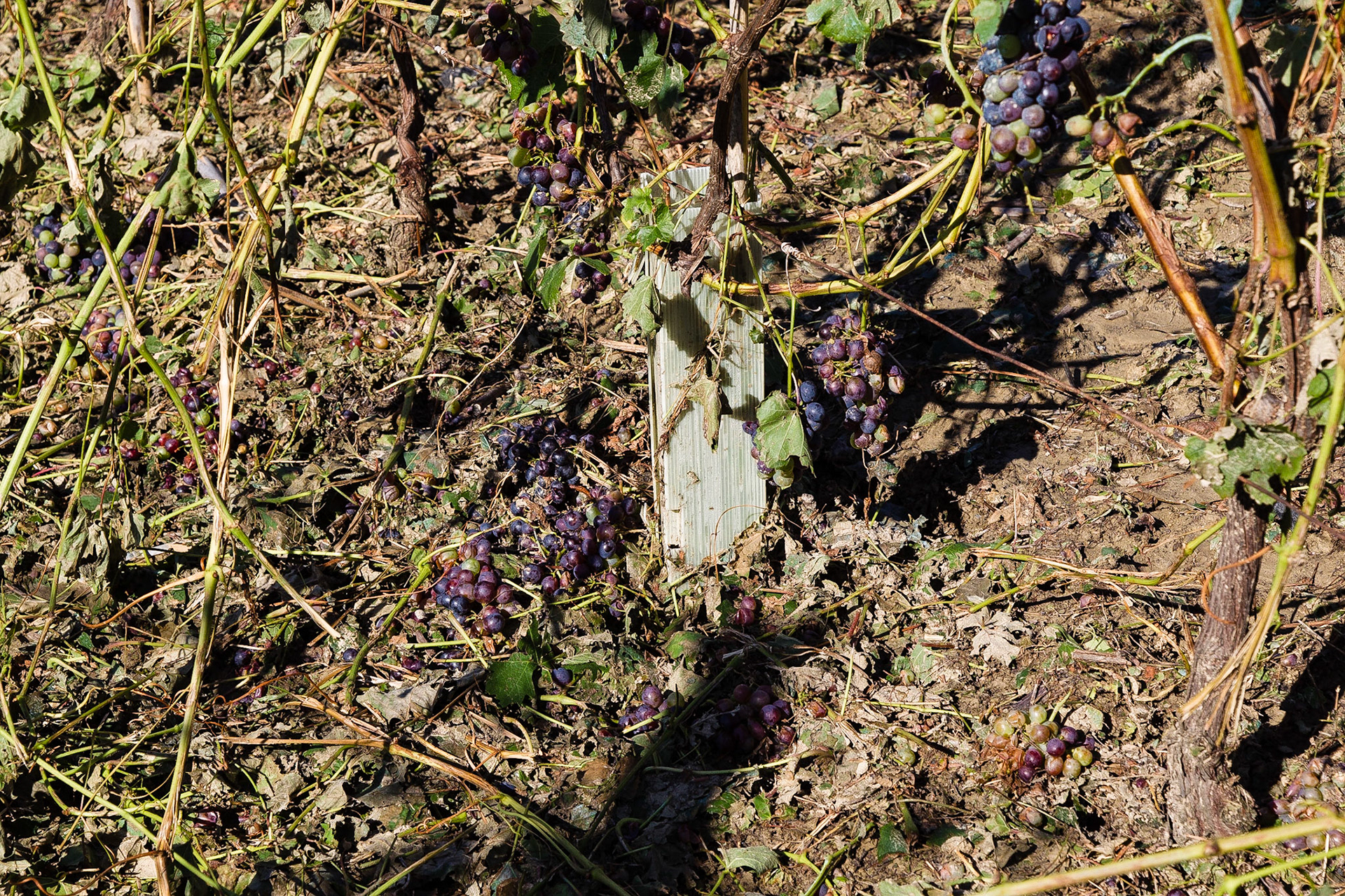 Il disastro. Senza parole!!