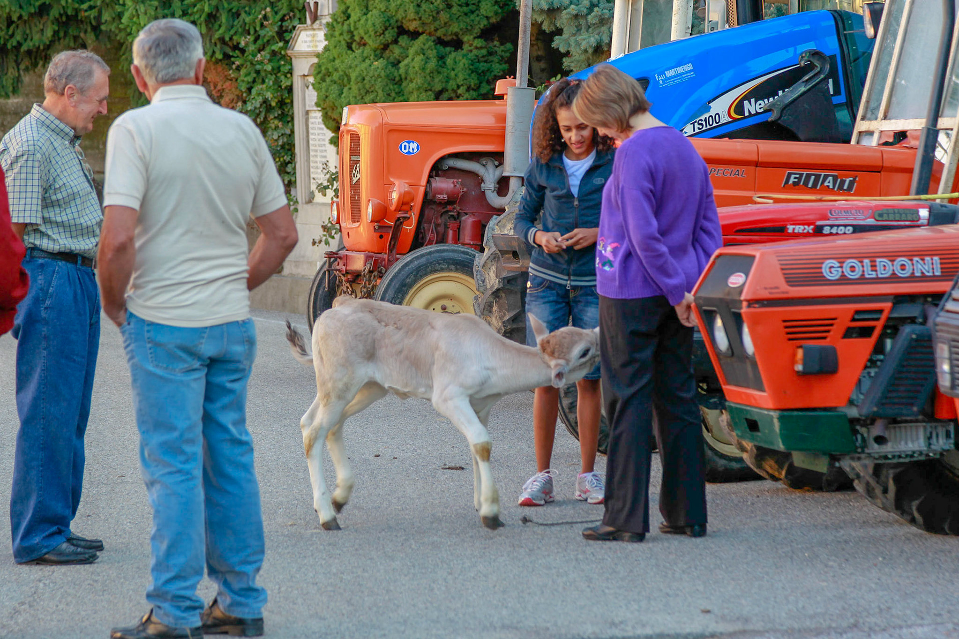Tradizionale Benedizione animali, macchine agricole, autoveicoli