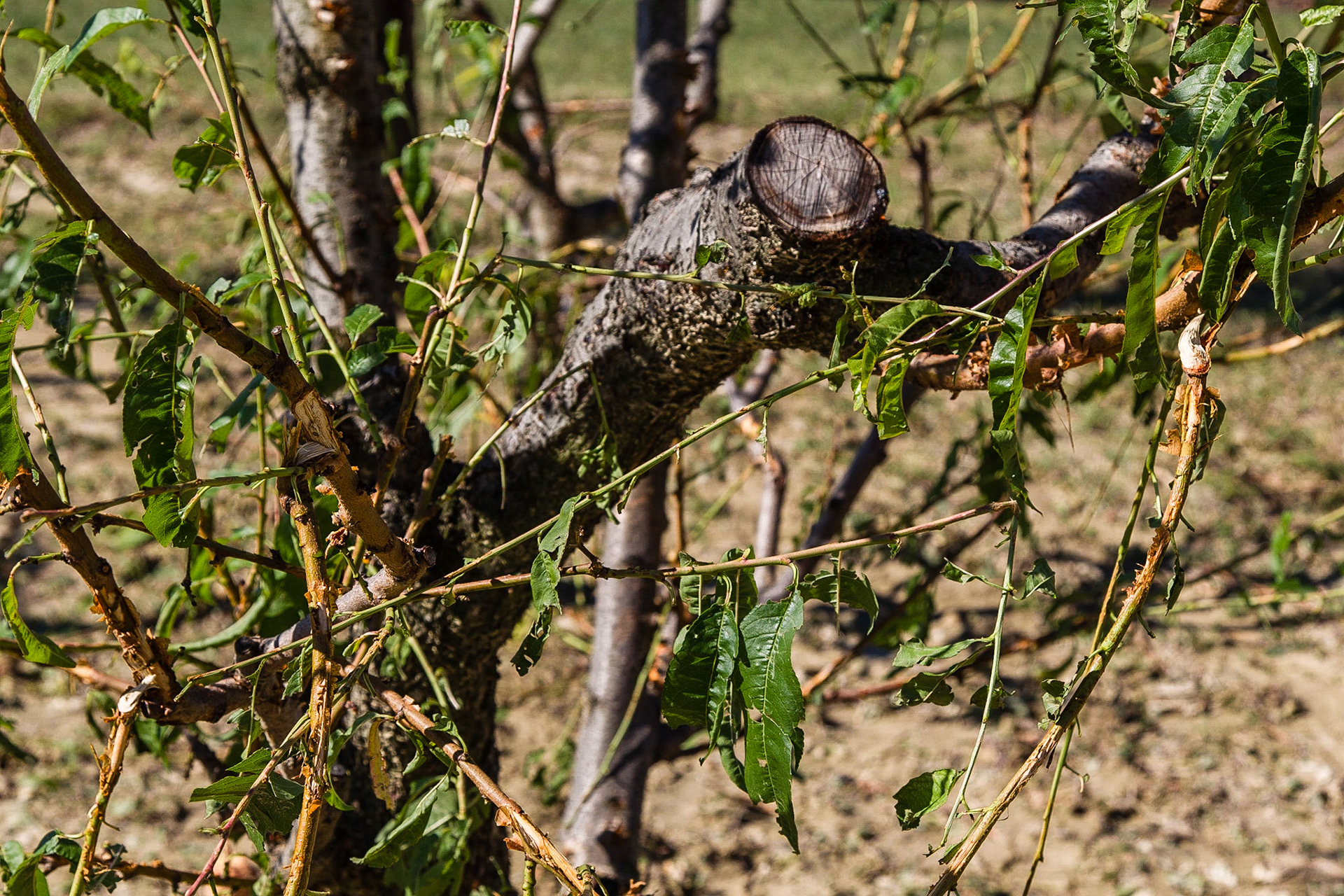 Il disastro. Senza parole!!