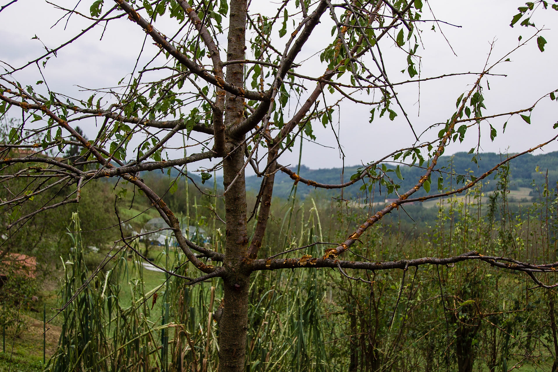 Il disastro. Senza parole!!