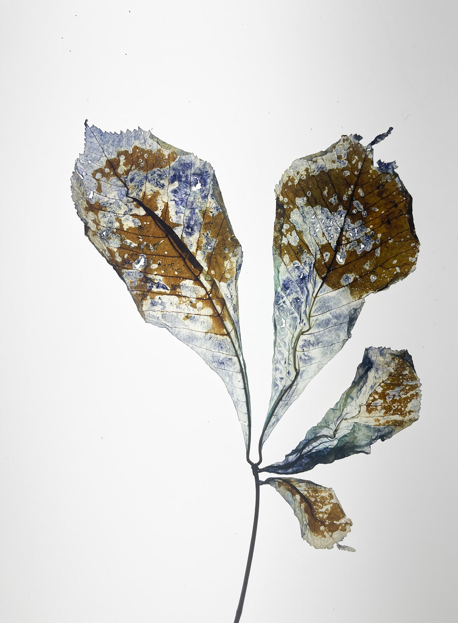 Original Image , bleached and pressed horse chestnut leaf, stained with cyanotype chemicals