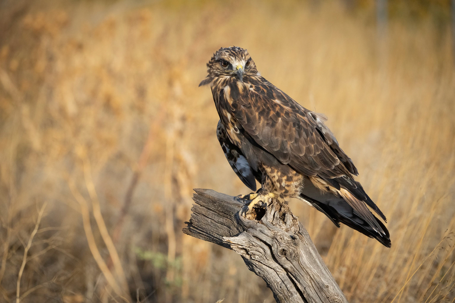 Rough-legged Hawk