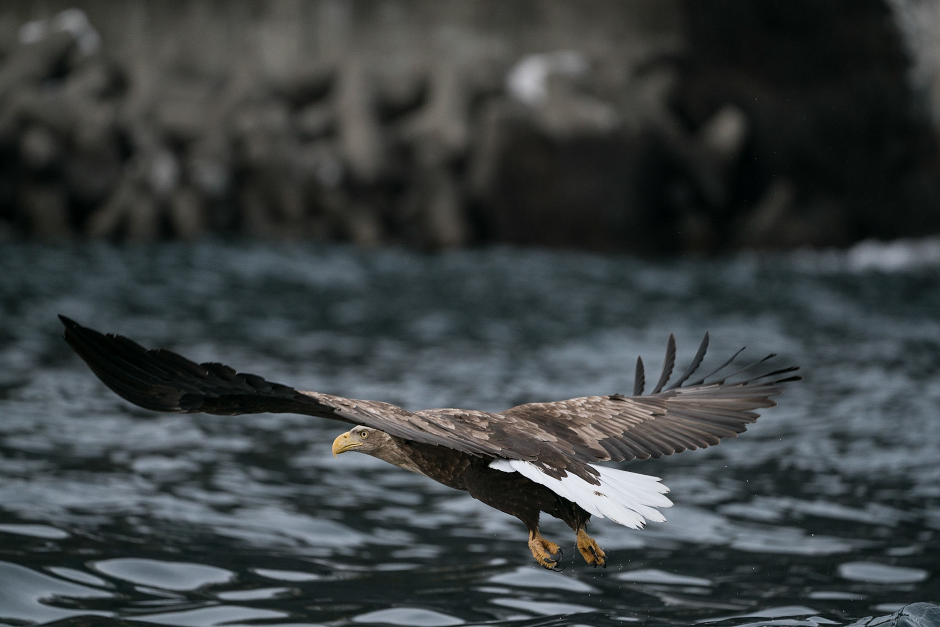 White-tailed Eagle