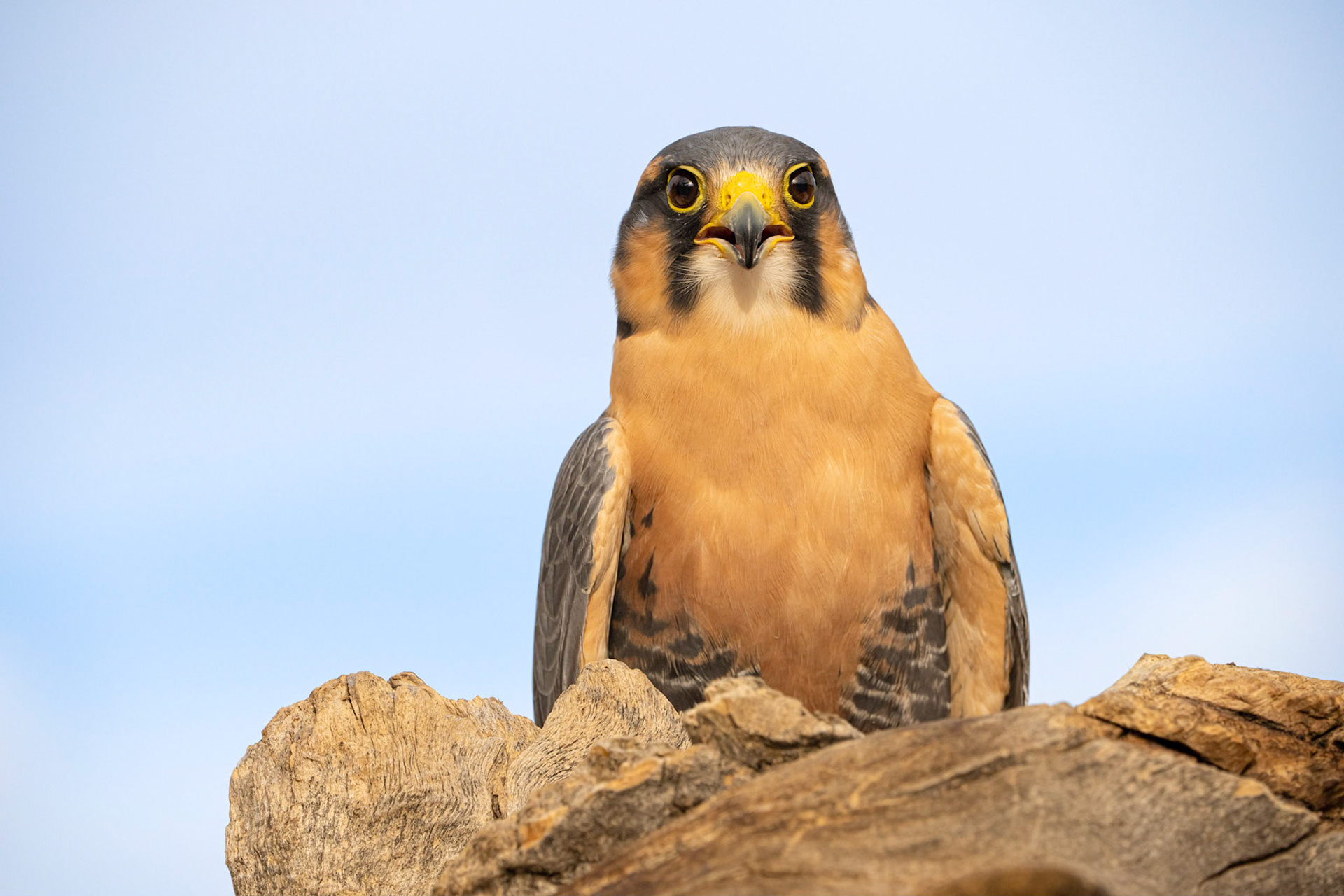 Aplomado Falcon