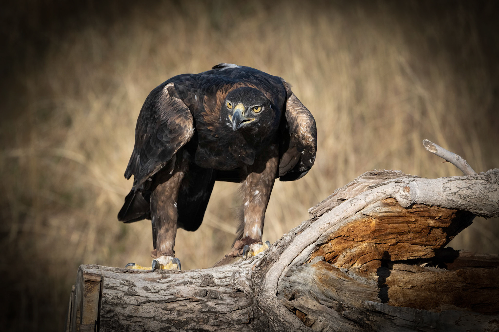 Golden Eagle