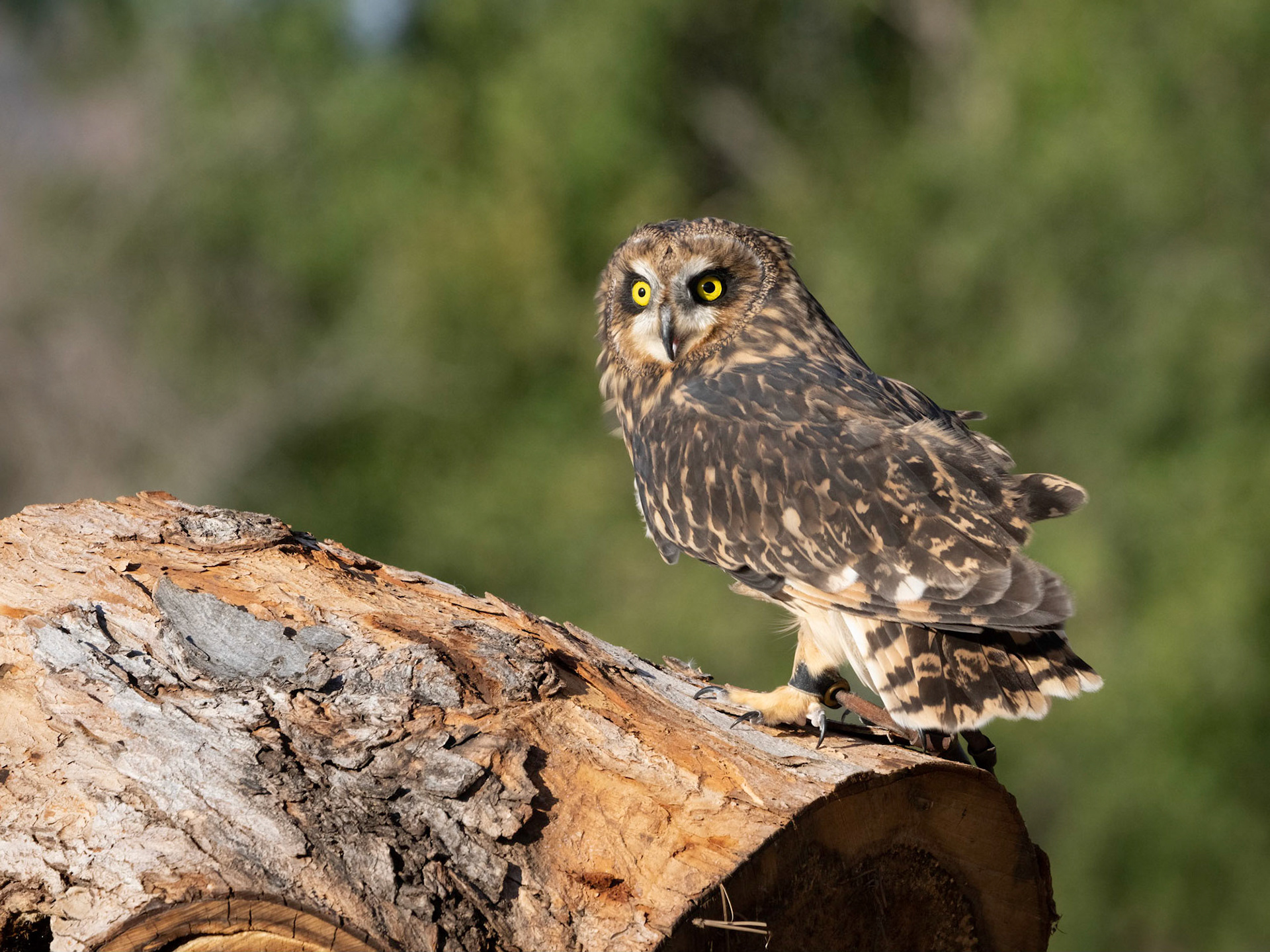 Short-eared Owl
