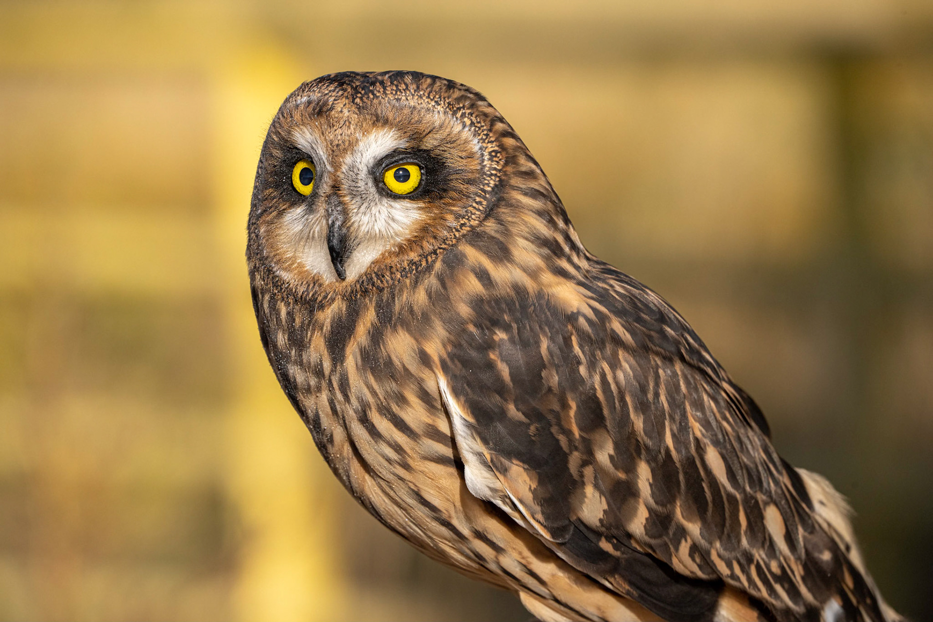 Short-eared Owl