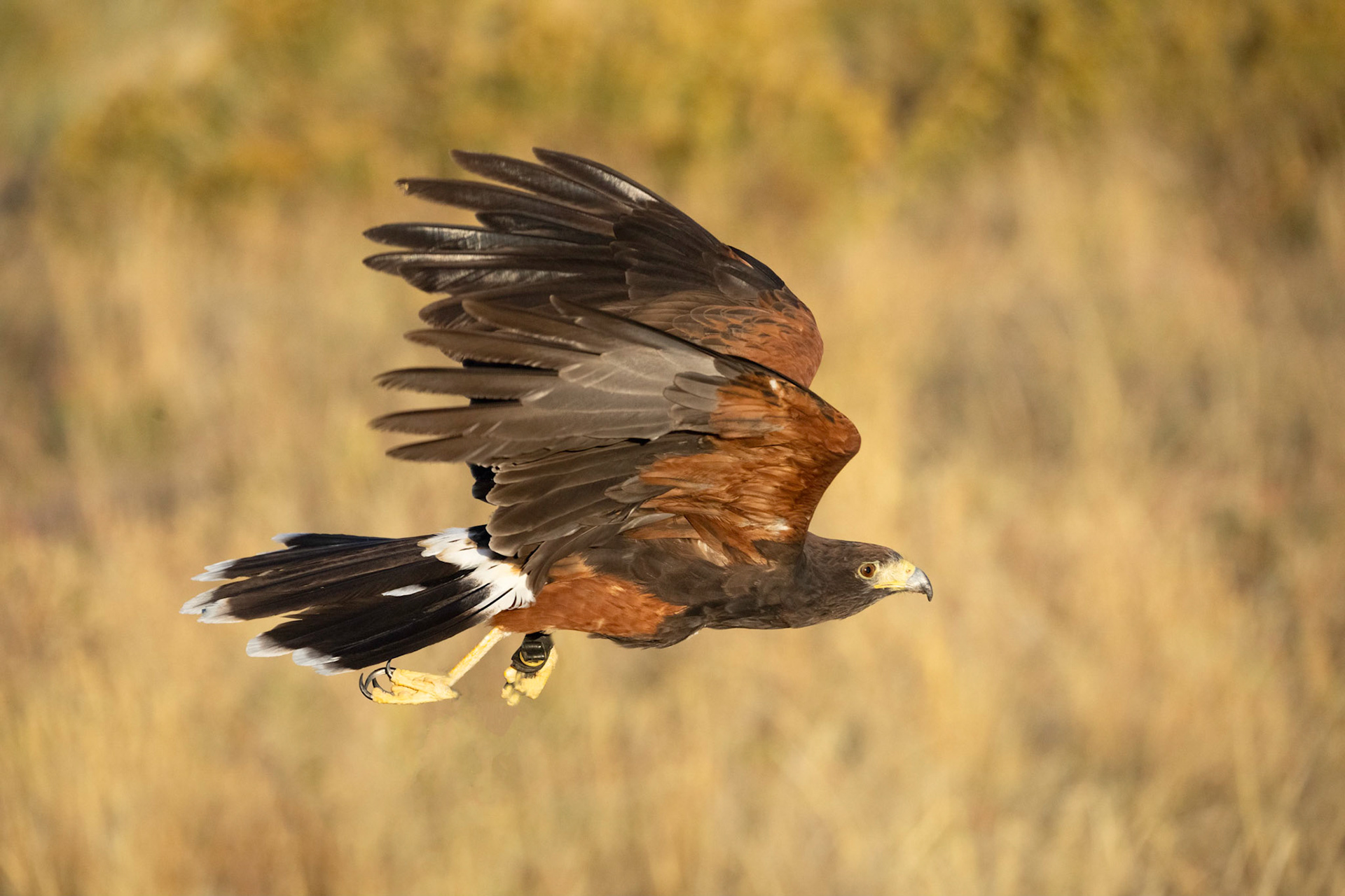 Harris Hawk