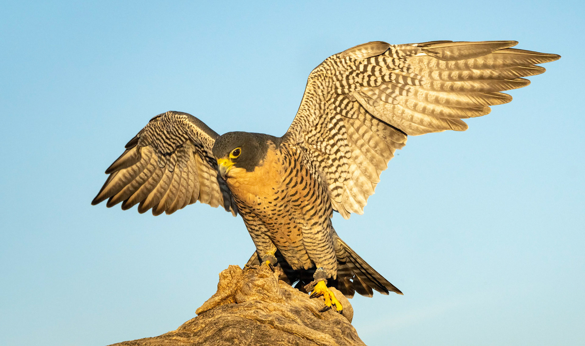 Peregrin Falcon