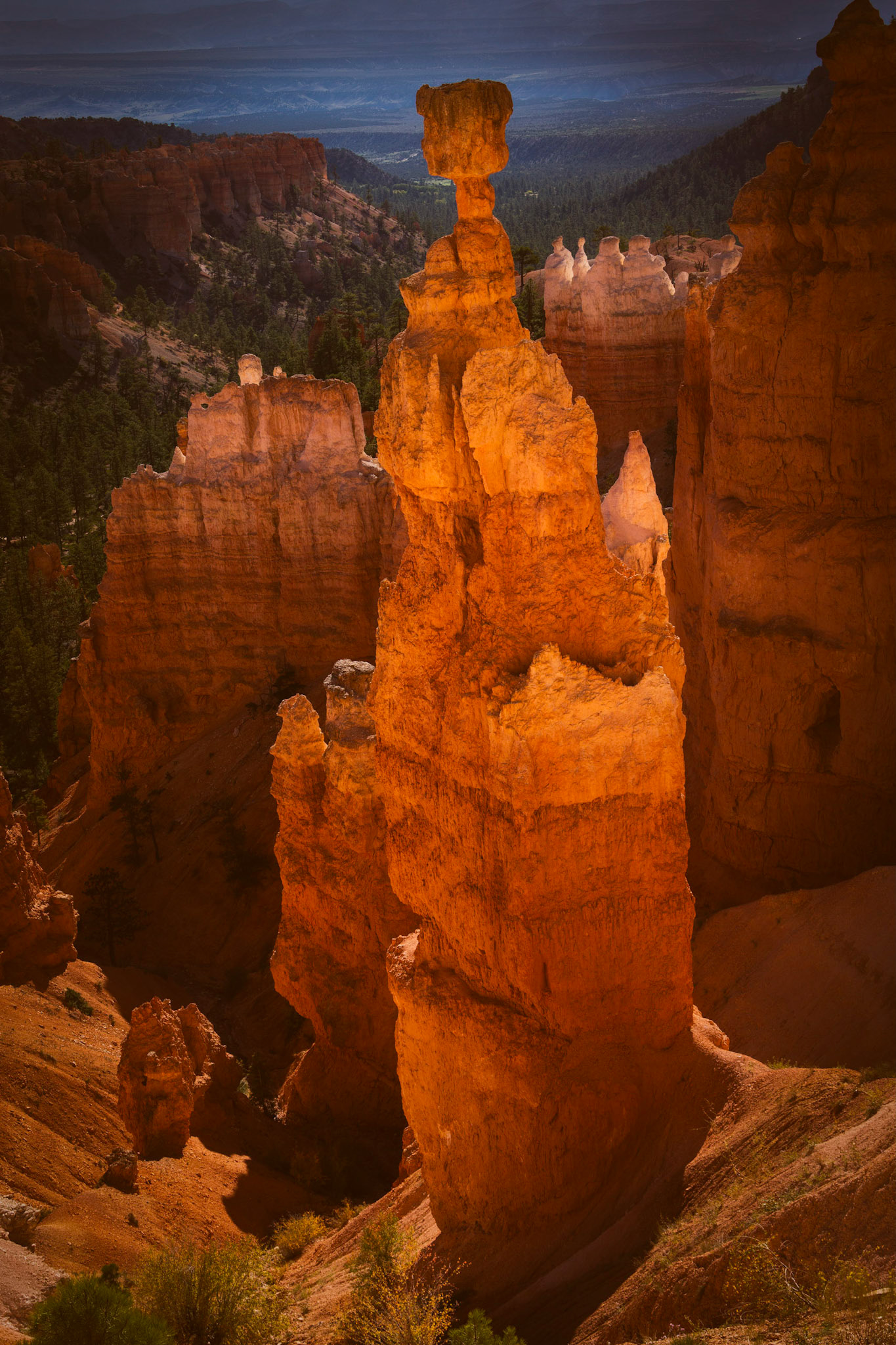 Bryce