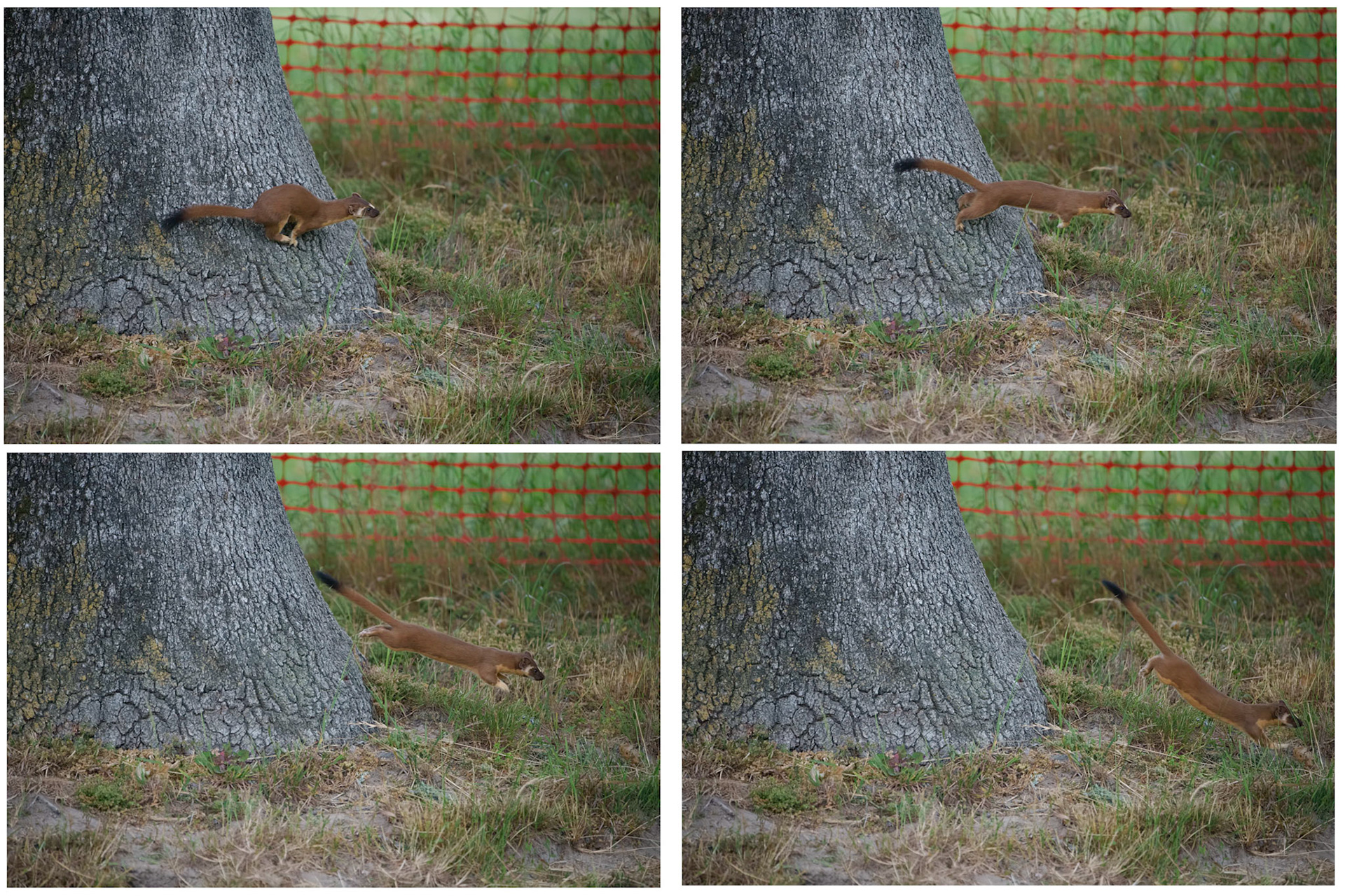 Jump of the Long Tailed Weasel