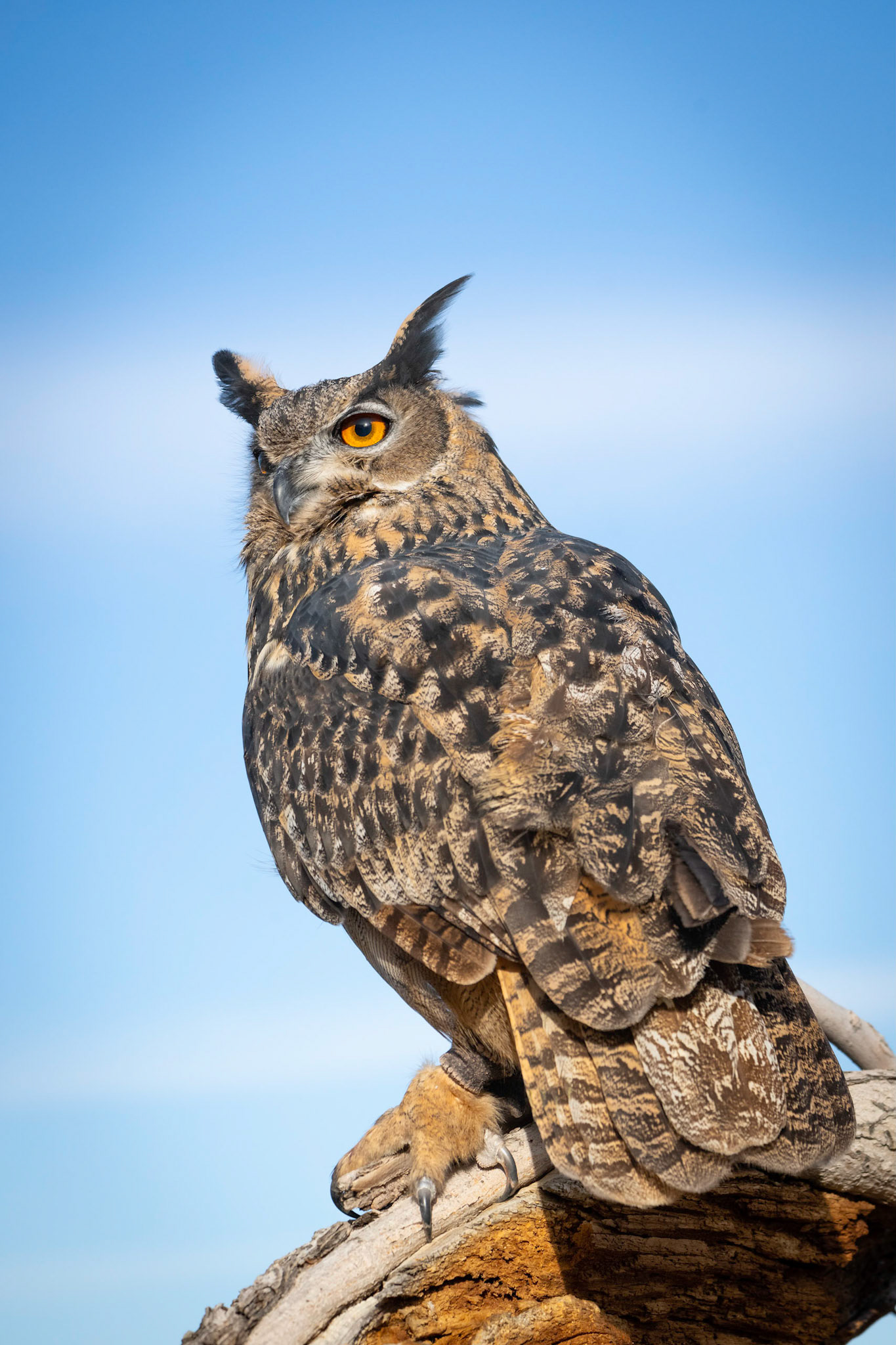 Eurasian Eagle Owl